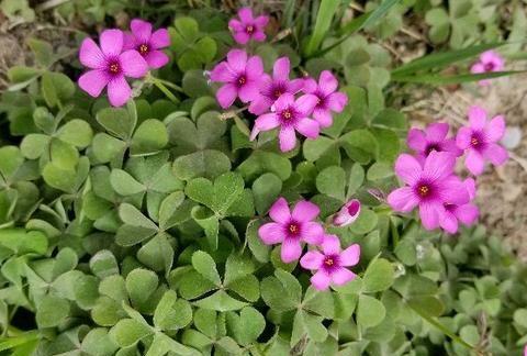 红花酢浆草有什么利用价值