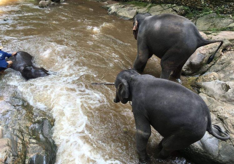 男子深夜听见大象的叫声,走出门去寻找大象,找到大象后很意外