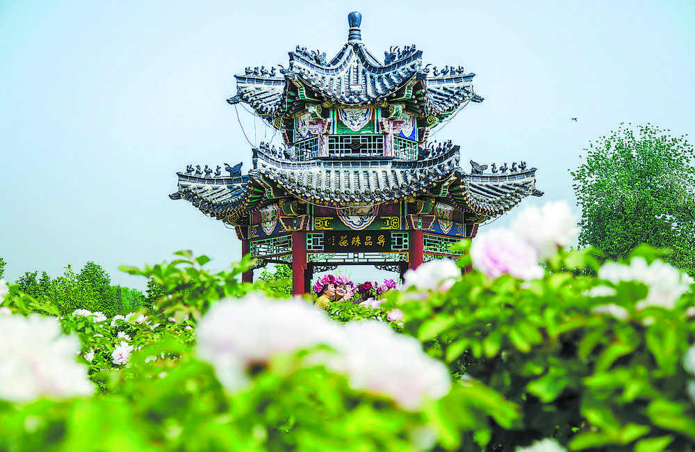 开放的菏泽美丽的春天曹州牡丹园掠影