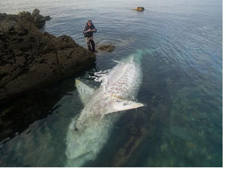 女子正在看海突然发现脚下有一条巨型白色大鱼心里失落极了