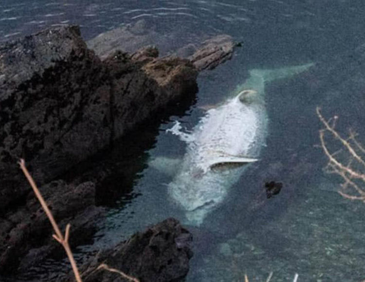 女子正在看海突然发现脚下有一条巨型白色大鱼心里失落极了