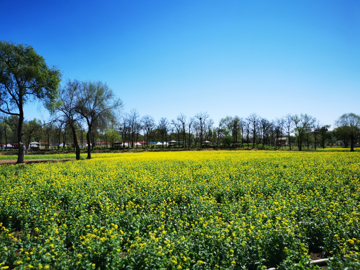 约起来吧4月17日到怪村油菜花海打卡去