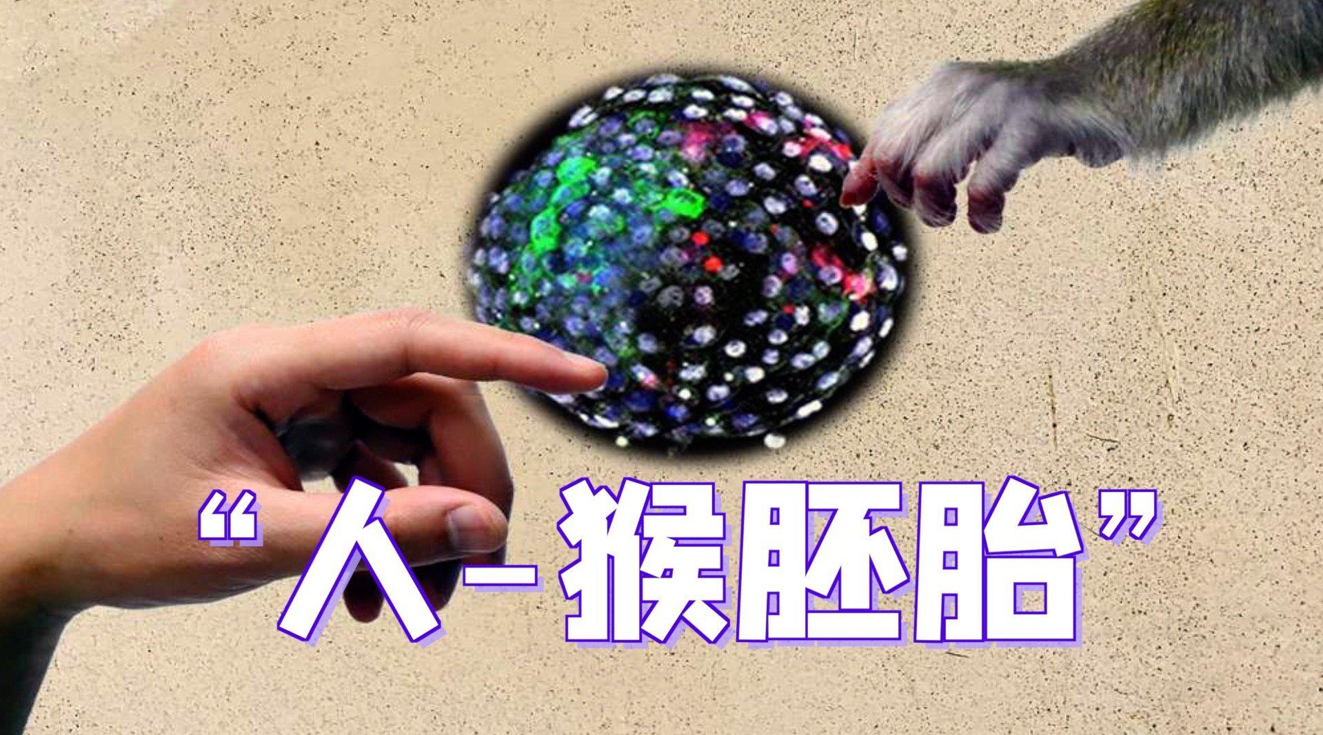 中美科学家造出“人-猴胚胎”,这是什么邪恶实验产物?_手机新浪网