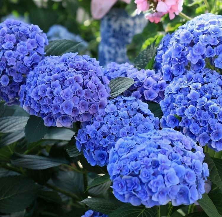 新手级别的"绣球",一个比一个好养,花头硕大,颜色靓