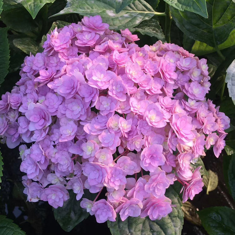 新手级别的"绣球",一个比一个好养,花头硕大,颜色靓