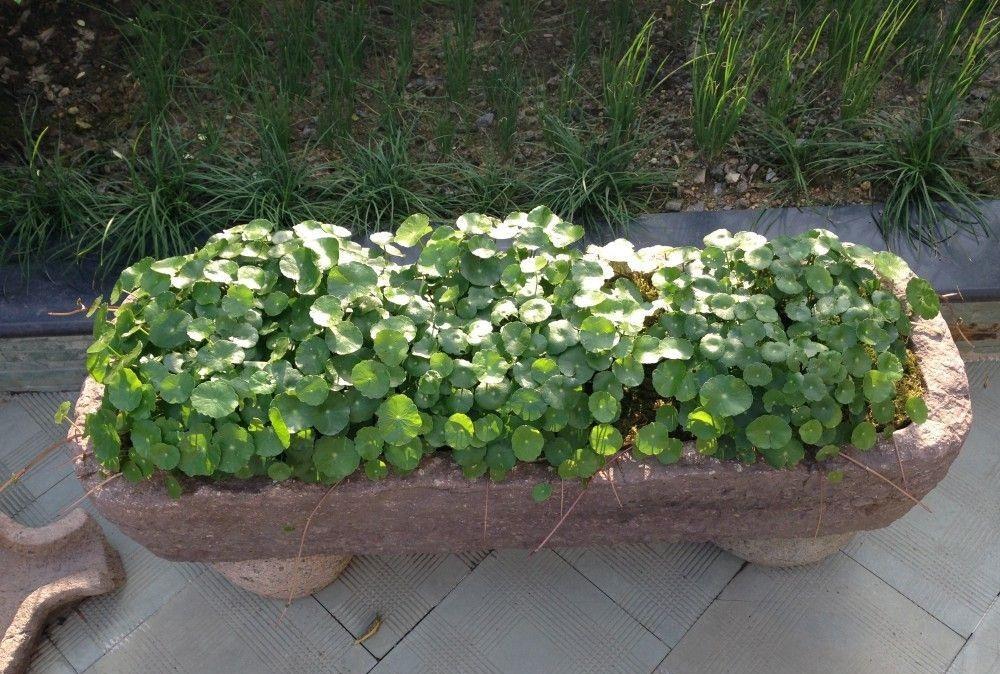 防止盆栽的花卉黄叶,想一招解决,就要这么办