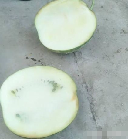 里面全是白瓤的,一点红色都没有,按理说就算不熟,这么大的西瓜也已经