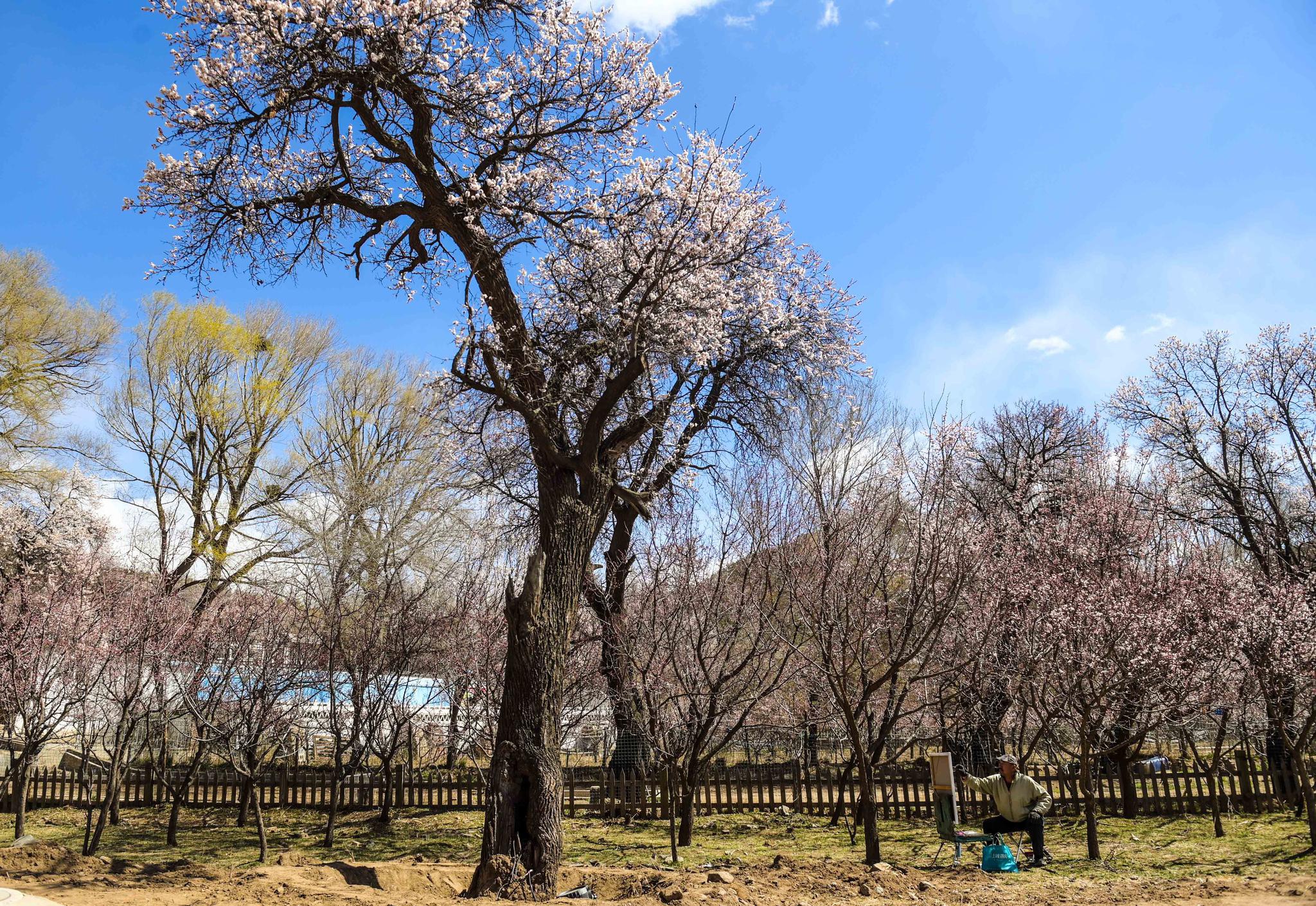 呼和浩特杏园春意浓