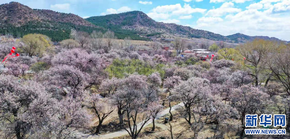 "杏福花开"乌素图|新华网|花开|杏花_新浪新闻