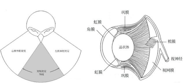 眼睛比脑子大猫头鹰的双目为什么是圆柱形