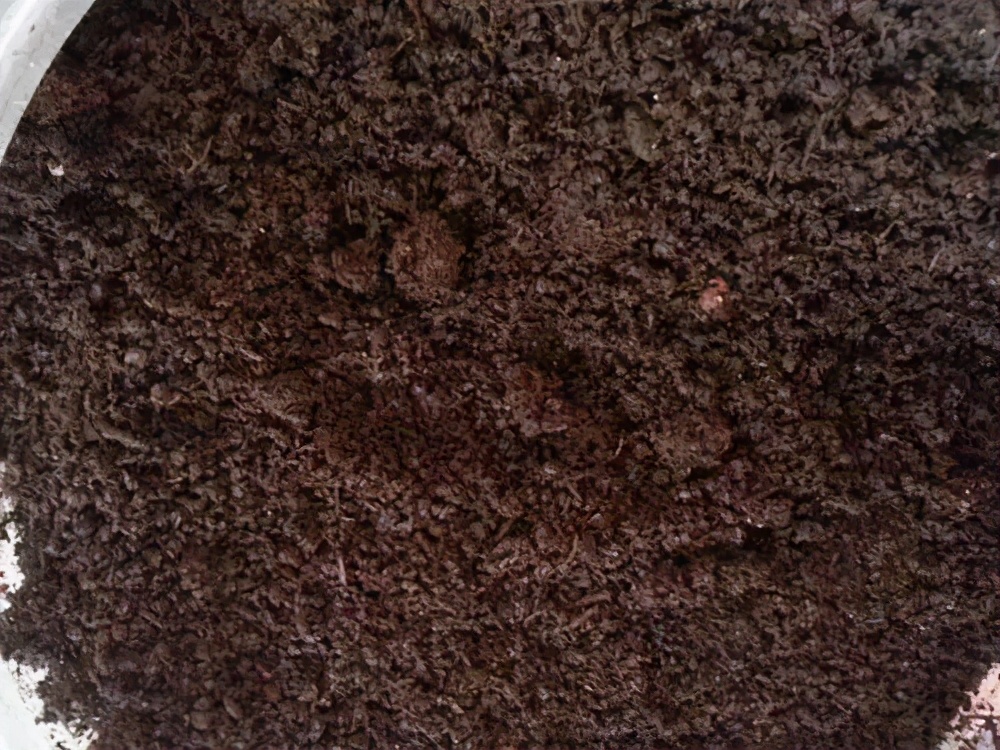 不用羡慕别人的月季和蟹爪兰你往花盆放蚯蚓粪照样长得好