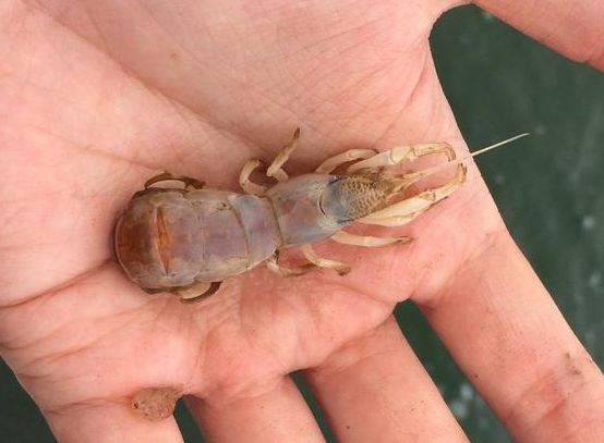 蝼蛄|虾|小龙虾_新浪新闻