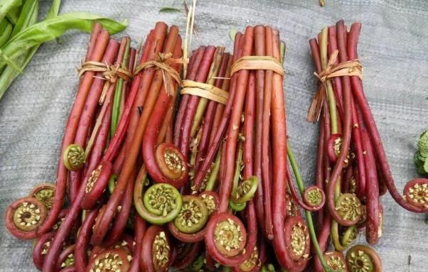 几种常见的野菜,建议大家吃前先焯水,不要忽视了休闲区蓝鸢梦想 - Www.slyday.coM 几种常见的野菜,建议大家吃前先焯水,不要忽视了休闲区蓝鸢梦想 - Www.slyday.coM