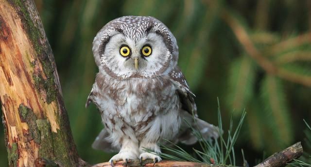 眼睛比脑子大猫头鹰的双目为什么是圆柱形