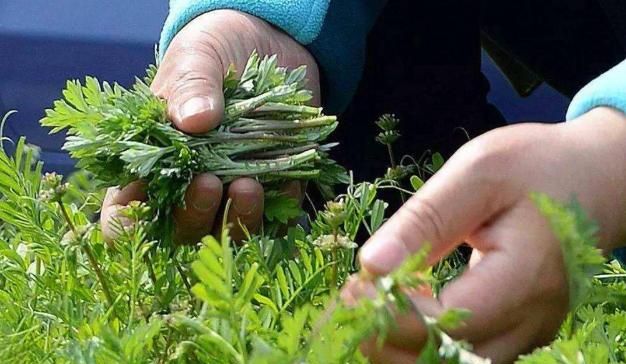 几种常见的野菜,建议大家吃前先焯水,不要忽视了休闲区蓝鸢梦想 - Www.slyday.coM 几种常见的野菜,建议大家吃前先焯水,不要忽视了休闲区蓝鸢梦想 - Www.slyday.coM