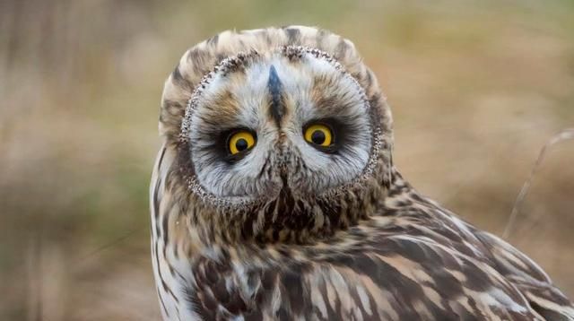 眼睛比脑子大猫头鹰的双目为什么是圆柱形