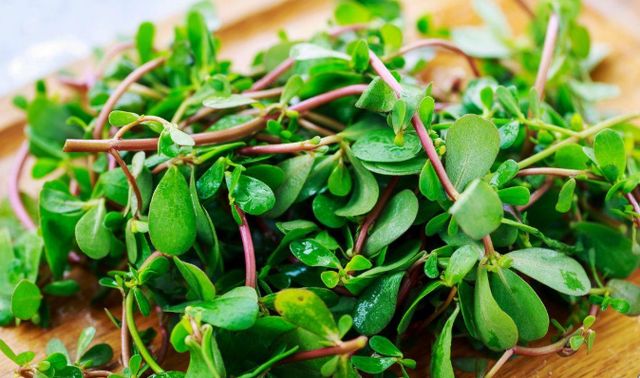 几种常见的野菜,建议大家吃前先焯水,不要忽视了休闲区蓝鸢梦想 - Www.slyday.coM 几种常见的野菜,建议大家吃前先焯水,不要忽视了休闲区蓝鸢梦想 - Www.slyday.coM