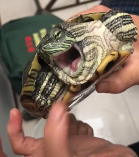 男子养乌龟被笑话他给乌龟挠痒看到乌龟的表情不淡定了