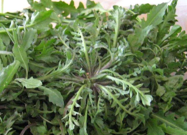 几种常见的野菜,建议大家吃前先焯水,不要忽视了休闲区蓝鸢梦想 - Www.slyday.coM 几种常见的野菜,建议大家吃前先焯水,不要忽视了休闲区蓝鸢梦想 - Www.slyday.coM