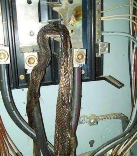 男子家中线路反复跳闸找来电工查看电箱眼前情景十分难受