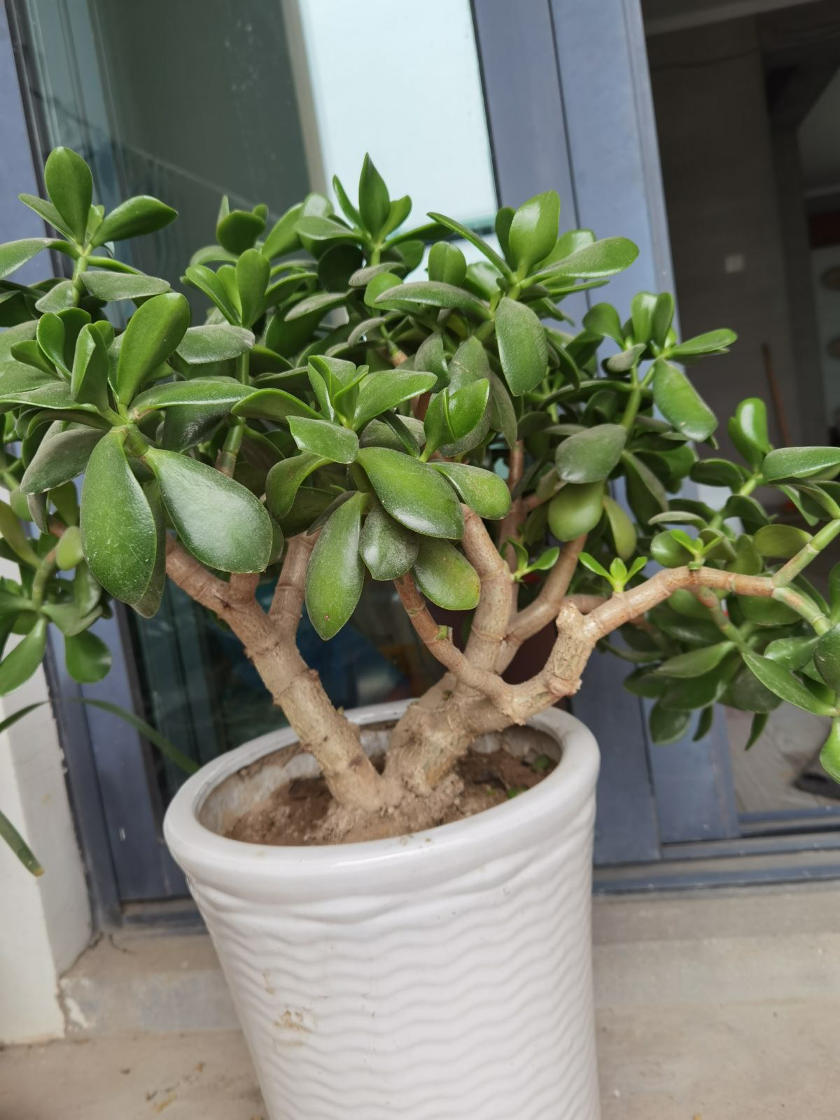 其实玉树这种植本身就是一种懒人植物,这种植物非常存水,自己就是多肉