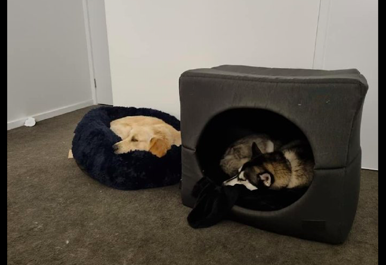 哈士奇|金毛|狗窝_新浪新闻