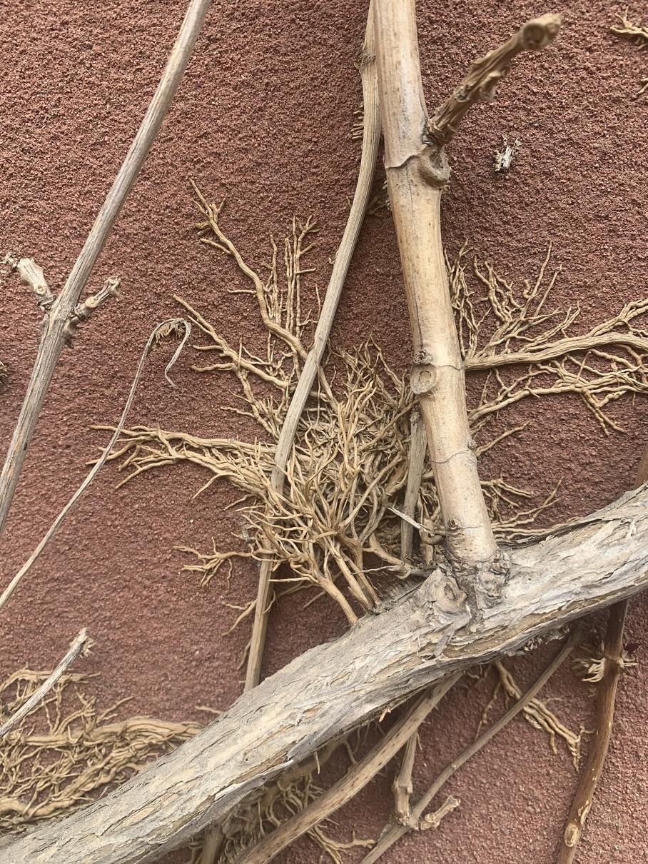 花卉界“二哈”,10年的凌霄花,差点把房子拆了,养它要注意休闲区蓝鸢梦想 - Www.slyday.coM 花卉界“二哈”,10年的凌霄花,差点把房子拆了,养它要注意休闲区蓝鸢梦想 - Www.slyday.coM