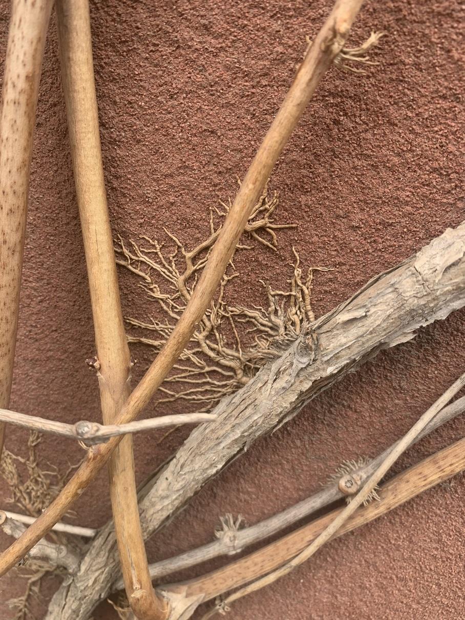 花卉界“二哈”,10年的凌霄花,差点把房子拆了,养它要注意休闲区蓝鸢梦想 - Www.slyday.coM 花卉界“二哈”,10年的凌霄花,差点把房子拆了,养它要注意休闲区蓝鸢梦想 - Www.slyday.coM