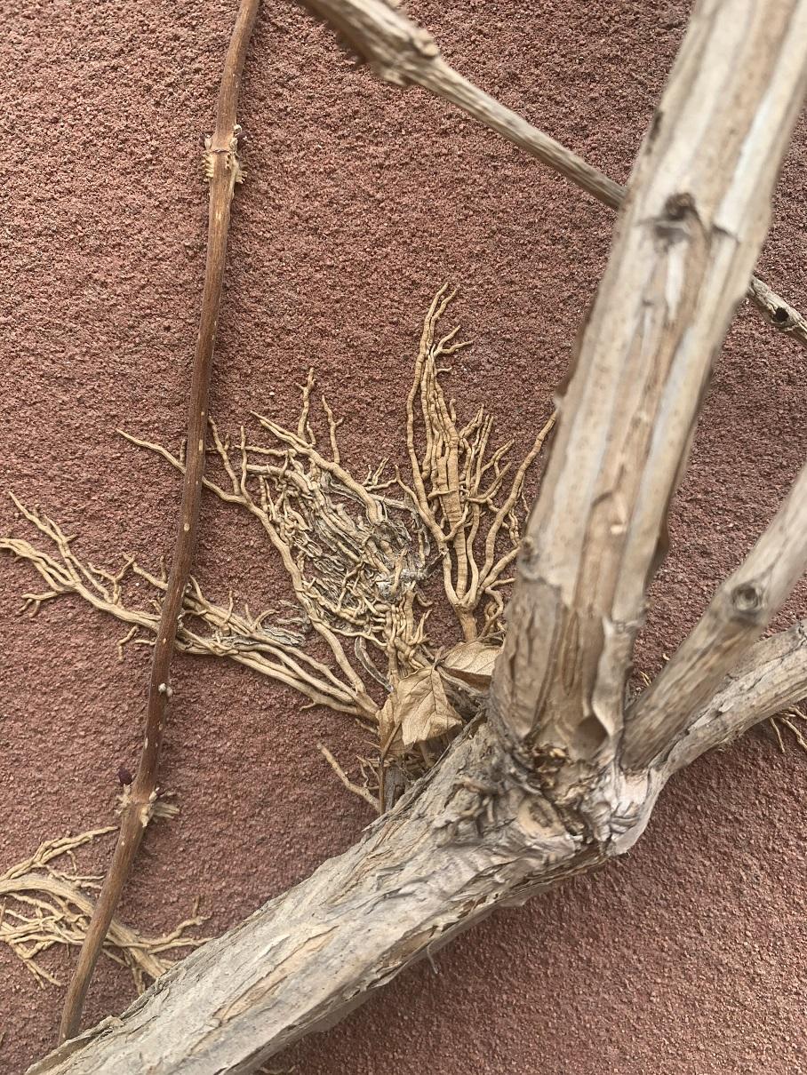 花卉界“二哈”,10年的凌霄花,差点把房子拆了,养它要注意休闲区蓝鸢梦想 - Www.slyday.coM 花卉界“二哈”,10年的凌霄花,差点把房子拆了,养它要注意休闲区蓝鸢梦想 - Www.slyday.coM