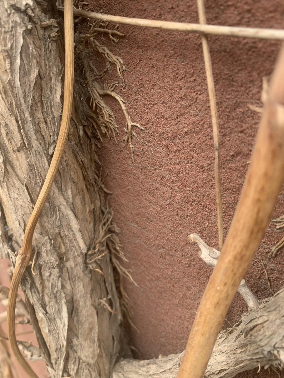 花卉界“二哈”,10年的凌霄花,差点把房子拆了,养它要注意休闲区蓝鸢梦想 - Www.slyday.coM 花卉界“二哈”,10年的凌霄花,差点把房子拆了,养它要注意休闲区蓝鸢梦想 - Www.slyday.coM