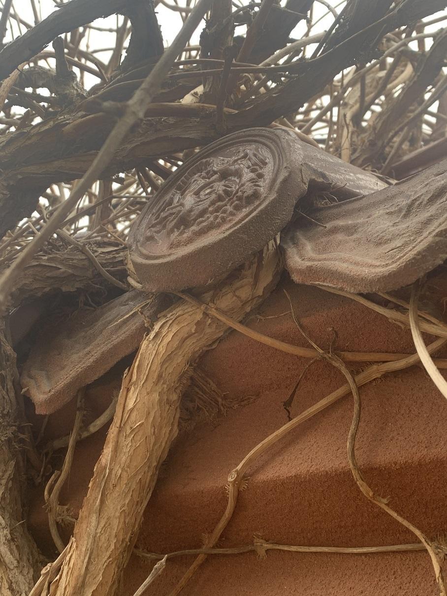 花卉界“二哈”,10年的凌霄花,差点把房子拆了,养它要注意休闲区蓝鸢梦想 - Www.slyday.coM 花卉界“二哈”,10年的凌霄花,差点把房子拆了,养它要注意休闲区蓝鸢梦想 - Www.slyday.coM