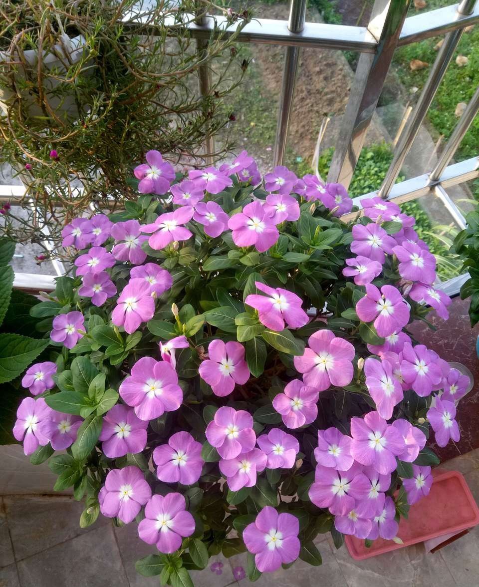 夏天有什么花(夏天有什么花香) - 0415花卉网