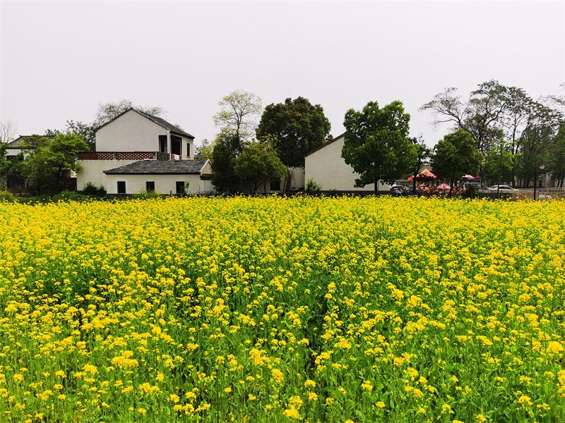 春光明媚哪最美当属蜀山小岭南