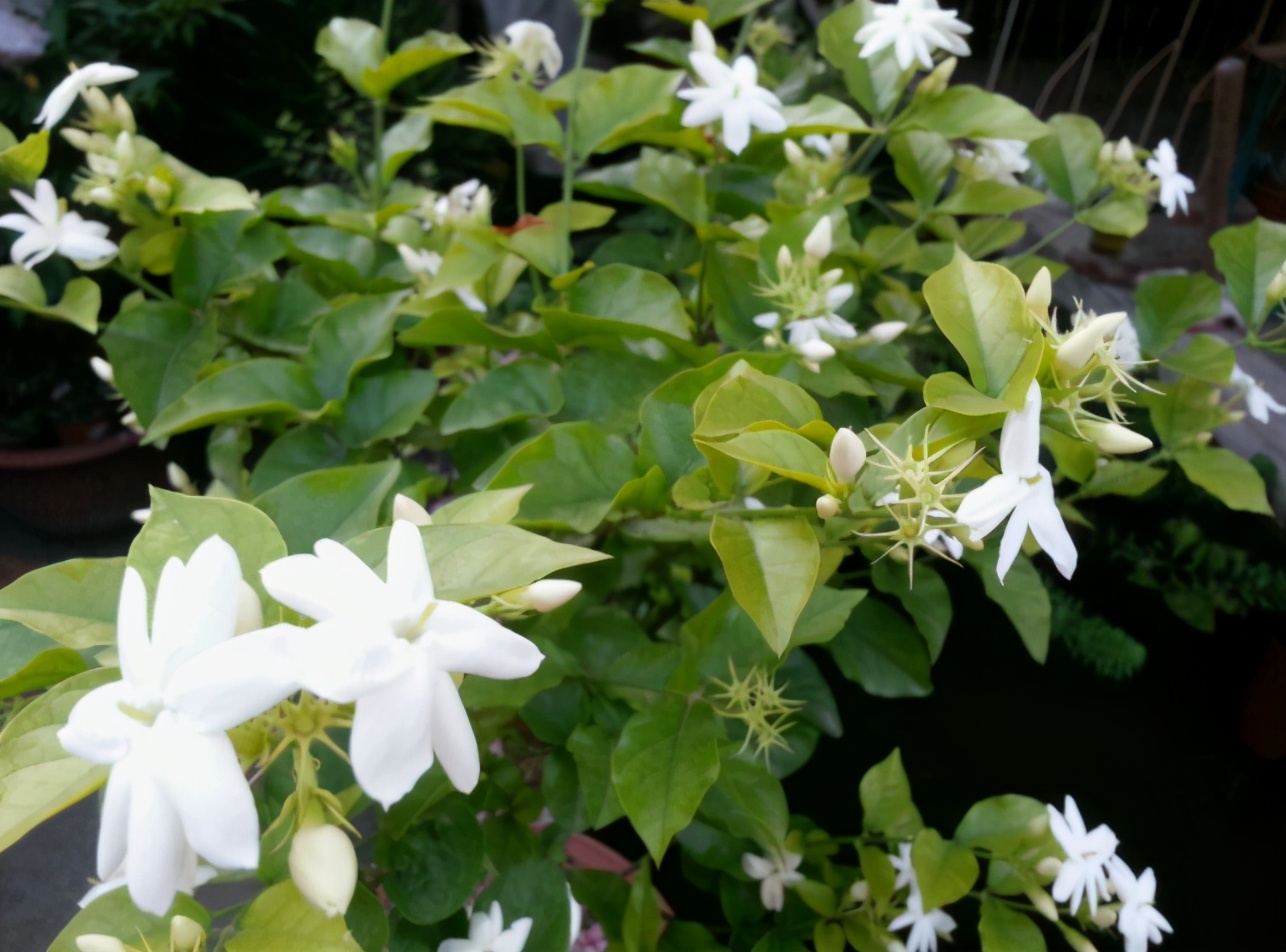 单瓣茉莉的养护小秘诀让它枝繁叶茂长爆盆单次开花上百朵
