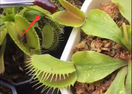 男子买了几盆食人花喂它们食用辣椒过了几天后食人花枯萎了