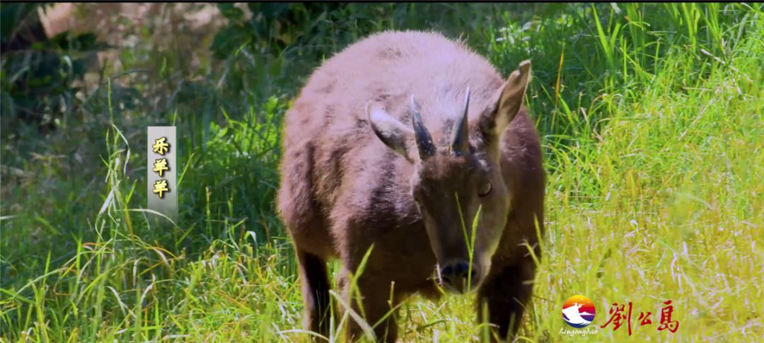 下一秒被美味吸引自带"吃货"属性刘公岛上的长鬃山羊叫"喜羊羊""乐羊