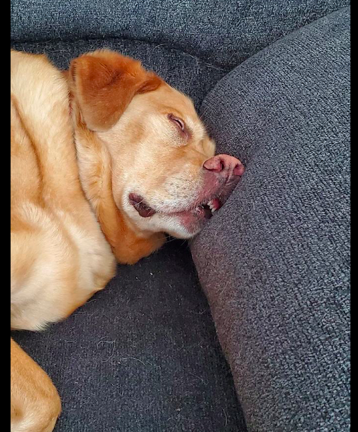 狗狗在沙发上睡着了鼻子都睡歪了昨晚是到哪玩去了呀