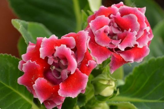 4种花适合夏天养花期长花量大一盆千百朵枝头花苞满