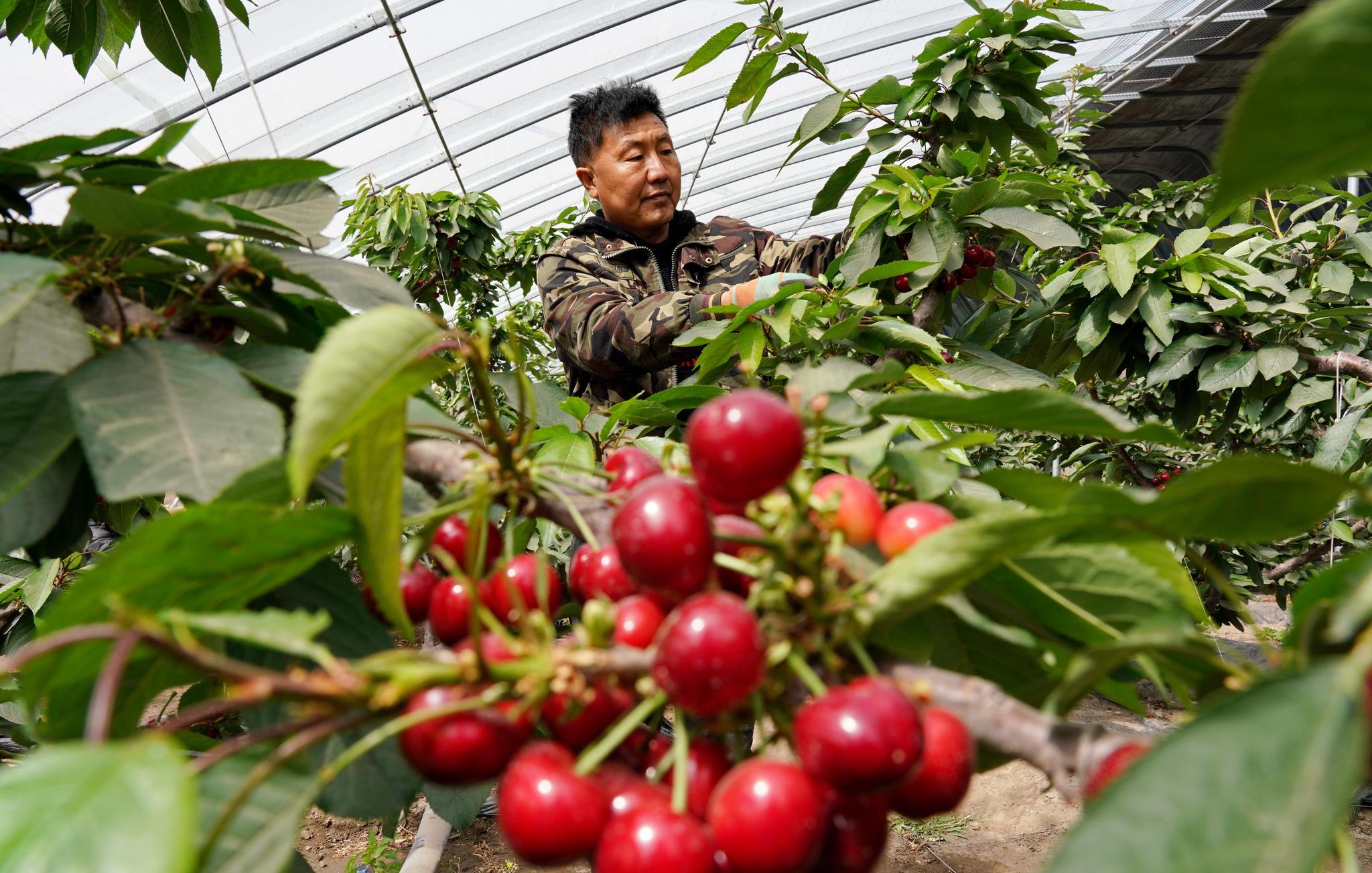 河北滦州:大棚樱桃"抢鲜"上市