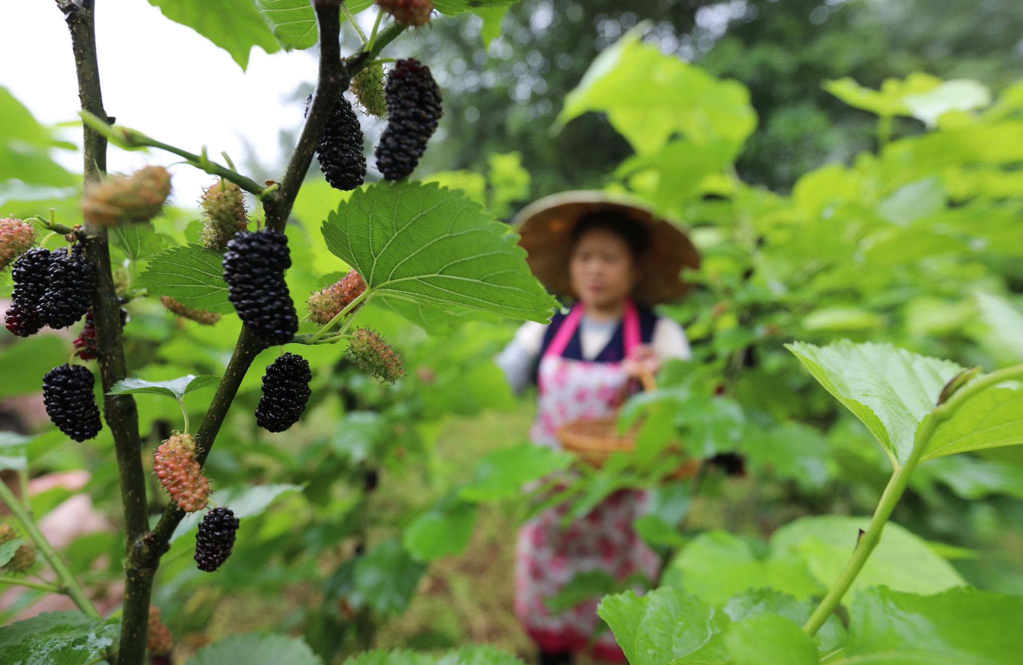 4月17日,赤水市大同镇民族村农民在采摘桑葚.