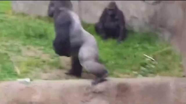 一定是特别的猿粪