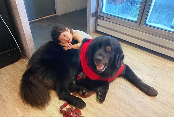 可爱|芒果|藏獒_新浪新闻