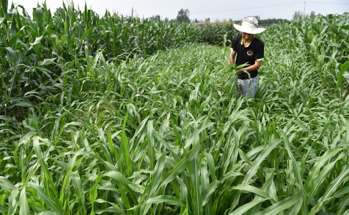 夏季牧草之王墨西哥玉米草亩产鲜草高达30吨植株高近4米