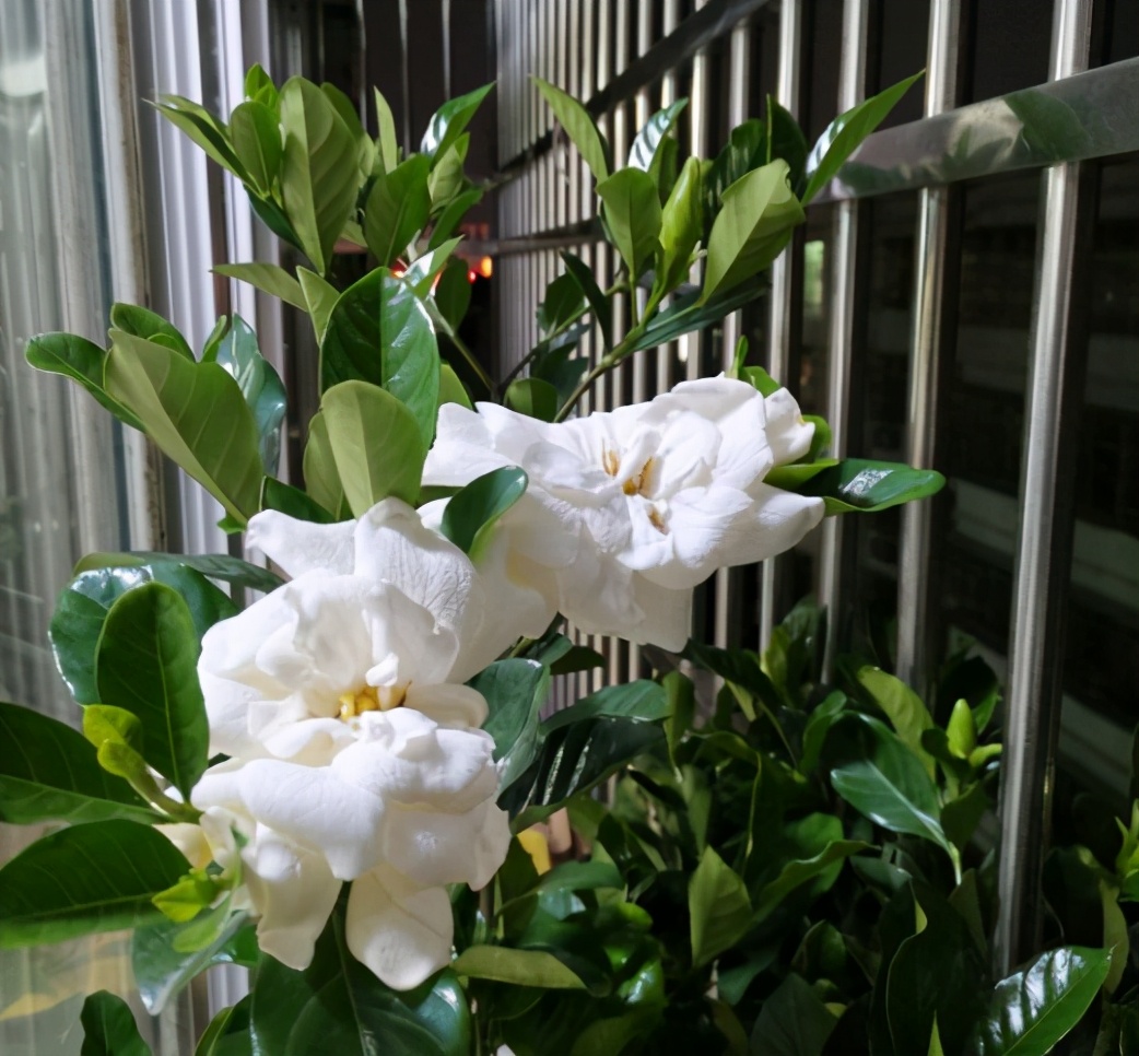 栀子花养护难度大教你三个养殖方法栀子花也会变得好养