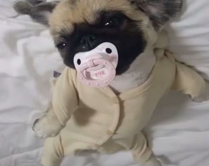 京巴狗卖萌喜感十足吸奶嘴表情逗人笑网友看了瞬间被萌倒