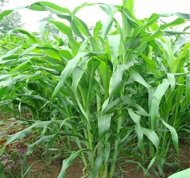 夏季牧草之王墨西哥玉米草亩产鲜草高达30吨植株高近4米