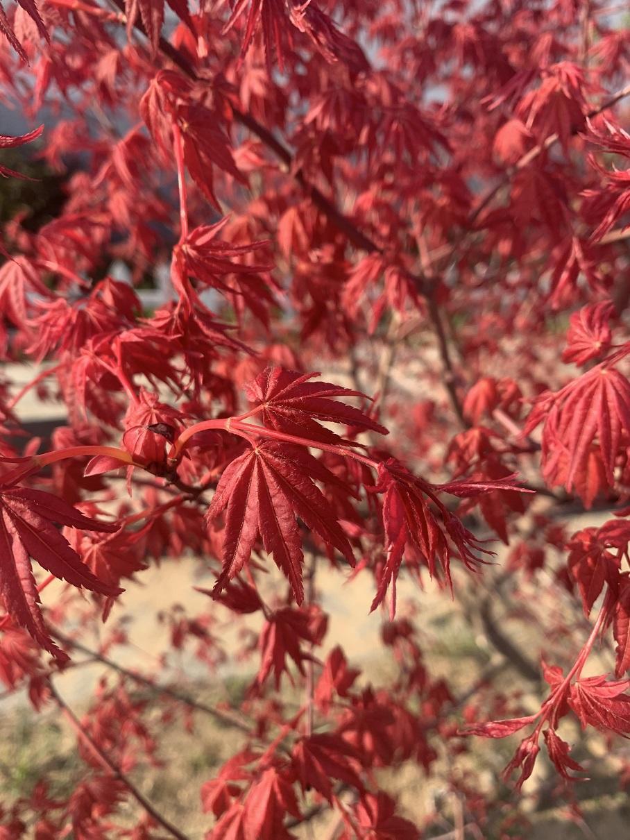 公园踏青,纯正的日本红枫,火红的叶子,很漂亮,庭院必备