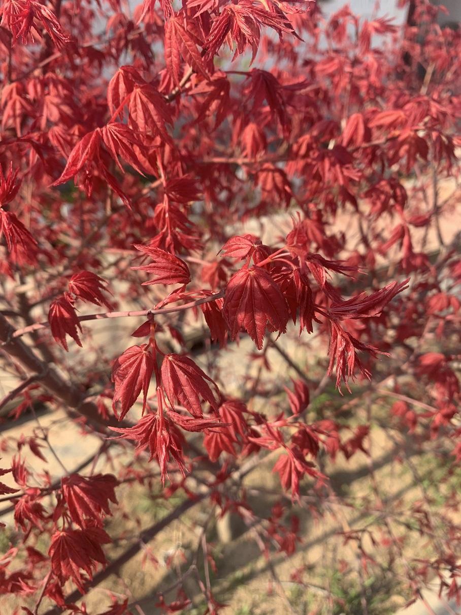 公园踏青,纯正的日本红枫,火红的叶子,很漂亮,庭院必备