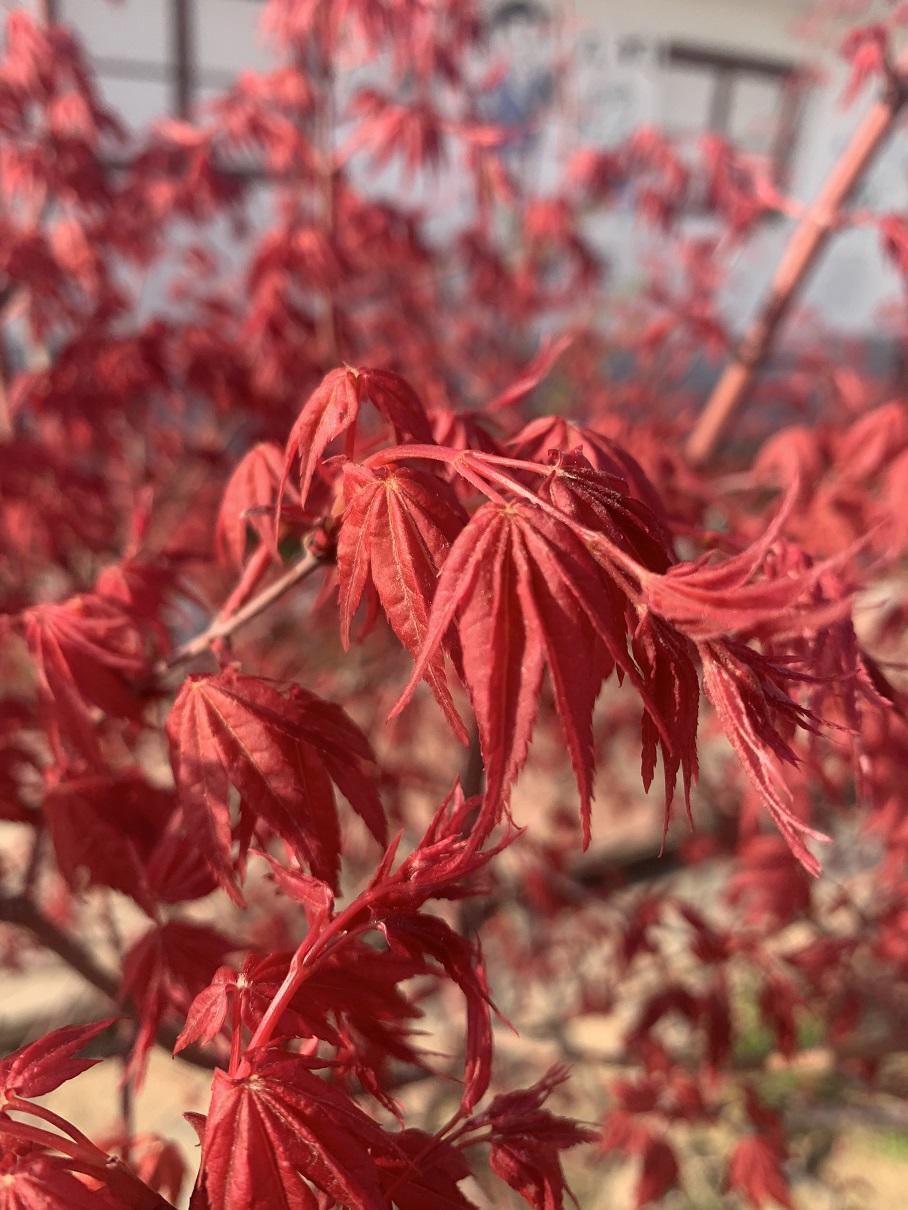 公园踏青,纯正的日本红枫,火红的叶子,很漂亮,庭院必备