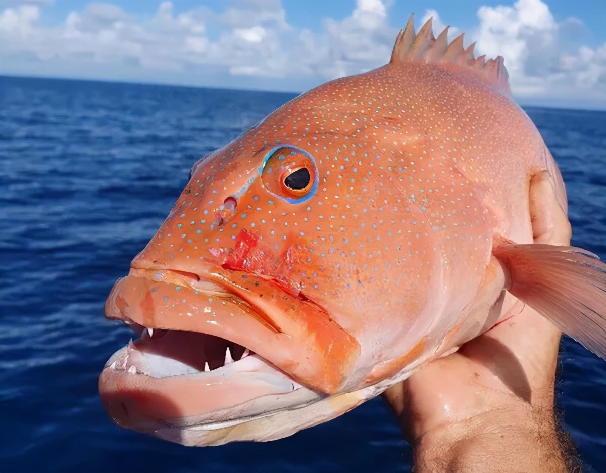 礼物而西沙的深海鱼是钓鱼爱好者的终极梦想能够完成一次西沙海钓飞鱼